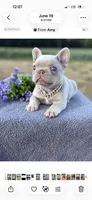Sophie , a female French Bulldog for sale in Bridgeville, DE – 3 of 3