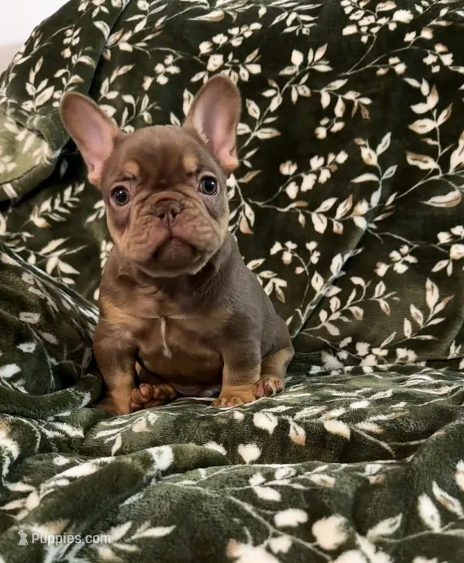 Rex – French Bulldog puppy for sale in Bridgeville, DE