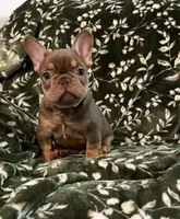 Rex, a male French Bulldog for sale in Bridgeville, DE – 1 of 3