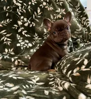 Moose, a male French Bulldog for sale in Bridgeville, DE – 2 of 3