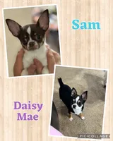 Annie, a female Chihuahua for sale in Bridgeville, DE – 2 of 2