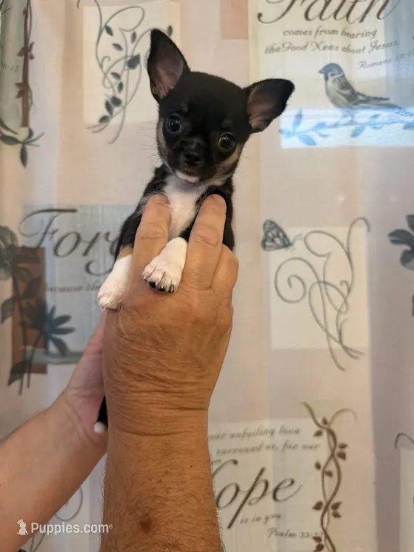 Betty – Chihuahua puppy for sale in Bridgeville, DE