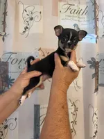 Dottie, a female Chihuahua for sale in Bridgeville, DE – 3 of 3