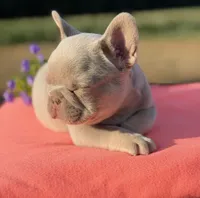 New shade Isabella , a female French Bulldog for sale in Bridgeville, DE – 2 of 4