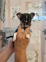 Dottie, a female Chihuahua for sale in Bridgeville, DE – 1 of 3