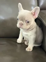 New shade , a male French Bulldog for sale in Bridgeville, DE – Photo 2 of 4