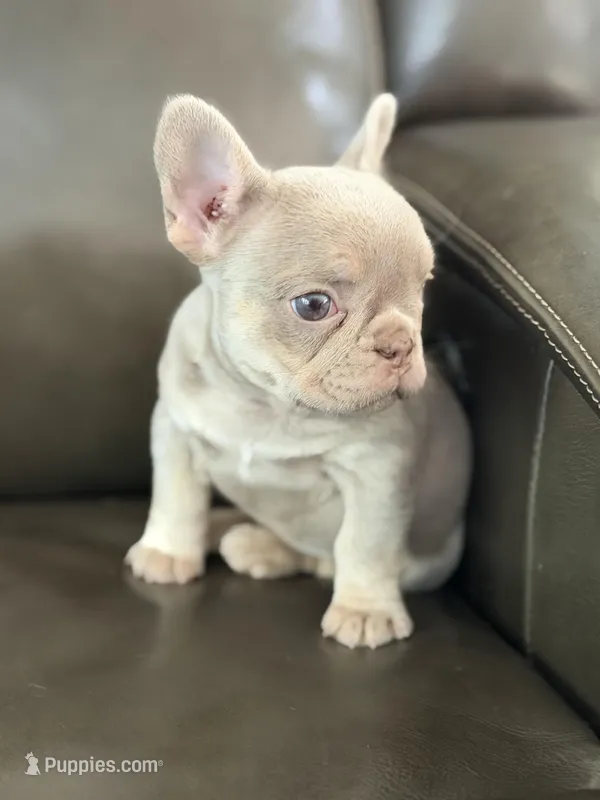 New shade , a male French Bulldog for sale in Bridgeville, DE – Photo 1 of 4