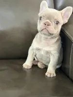 New shade , a male French Bulldog for sale in Bridgeville, DE – Photo 3 of 4