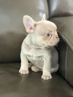 New shade , a male French Bulldog for sale in Bridgeville, DE – Photo 4 of 4