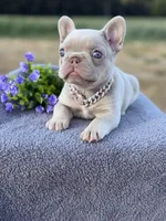 New shade Isabella , a female French Bulldog for sale in Bridgeville, DE – 4 of 4
