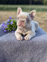 New shade Isabella , a female French Bulldog for sale in Bridgeville, DE – 3 of 4