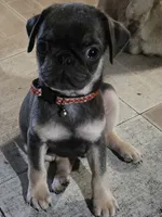 Indigo, a male Pug for sale in Jacksonville, NC – 2 of 3