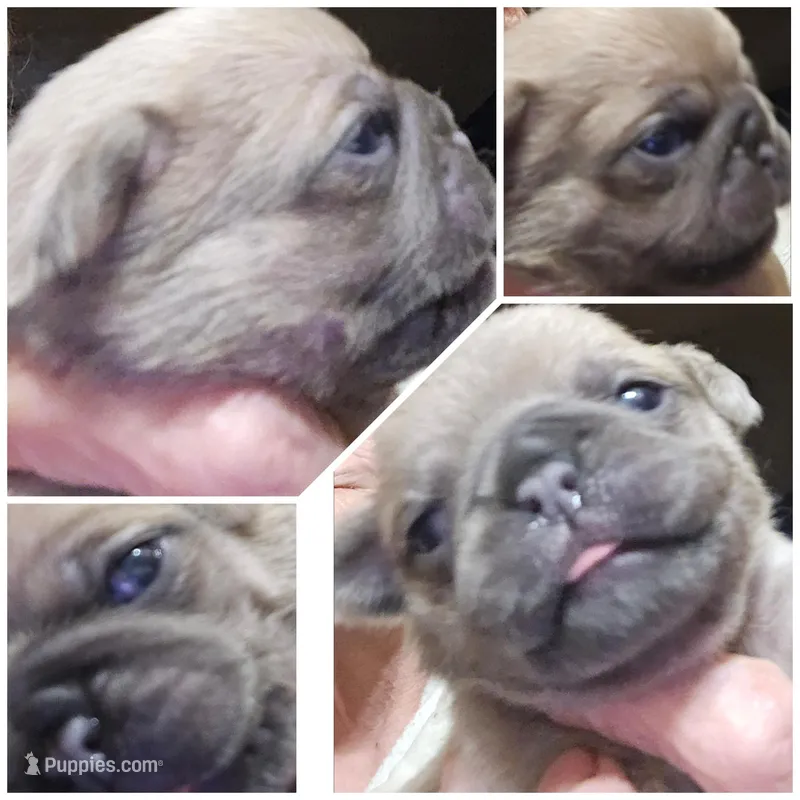Penny – Pug puppy for sale in Jacksonville, NC