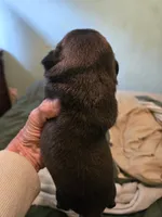 Black, a male Pug for sale in Jacksonville, NC – 3 of 4
