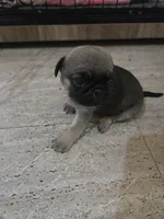 Hope, a female Pug for sale in Jacksonville, NC – 2 of 3