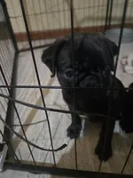 Onyx , a male Pug for sale in Jacksonville, NC – 2 of 3