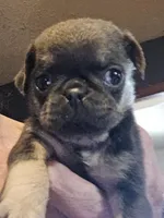 Blue, a male Pug for sale in Jacksonville, NC – Photo 1 of 2