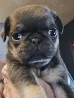 Blue, a male Pug for sale in Jacksonville, NC – Photo 2 of 2