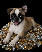 Dolly, a female Pug for sale in Jacksonville, NC – 1 of 1