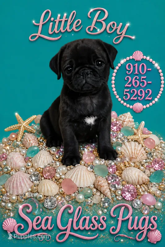 Onyx  – Pug puppy for sale in Jacksonville, NC