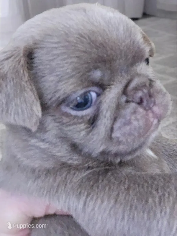 Lilac , a male Pug for sale in Jacksonville, NC – Photo 1 of 3