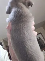 Lilac , a male Pug for sale in Jacksonville, NC – Photo 3 of 3