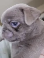 Lilac , a male Pug for sale in Jacksonville, NC – Photo 2 of 3