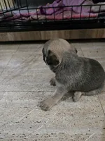 Hope, a female Pug for sale in Jacksonville, NC – 3 of 3