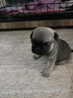 Hope, a female Pug for sale in Jacksonville, NC – 1 of 3
