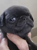 Sky, a male Pug for sale in Jacksonville, NC – Photo 4 of 6