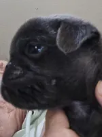 Sky, a male Pug for sale in Jacksonville, NC – Photo 5 of 6