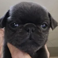 Sky, a male Pug for sale in Jacksonville, NC – Photo 3 of 6