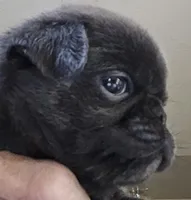 Sky, a male Pug for sale in Jacksonville, NC – Photo 2 of 6