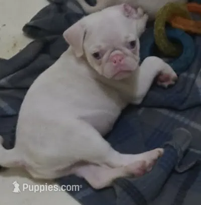 Candy  – Pug puppy for sale in Jacksonville, NC