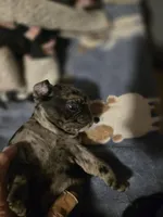 Bailey , a female Pug for sale in Jacksonville, NC – Photo 6 of 6