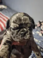 Bailey , a female Pug for sale in Jacksonville, NC – Photo 1 of 6