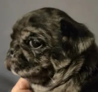 Bailey , a female Pug for sale in Jacksonville, NC – Photo 3 of 6