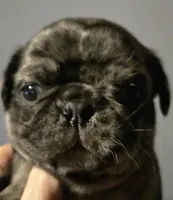 Bailey , a female Pug for sale in Jacksonville, NC – Photo 2 of 6