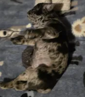 Bailey , a female Pug for sale in Jacksonville, NC – Photo 4 of 6