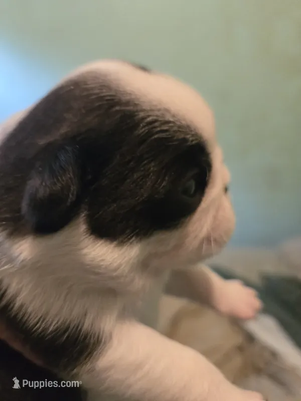 Piper – Pug puppy for sale in Jacksonville, NC