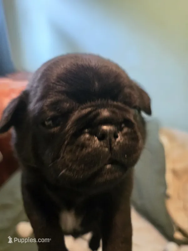 Black – Pug puppy for sale in Jacksonville, NC