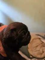 Black, a male Pug for sale in Jacksonville, NC – 4 of 4