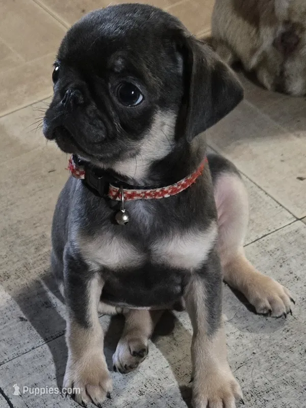Indigo – Pug puppy for sale in Jacksonville, NC