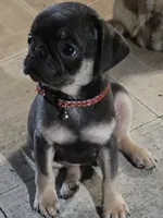 Indigo, a male Pug for sale in Jacksonville, NC – 1 of 3