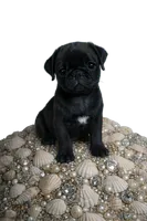 Onyx , a male Pug for sale in Jacksonville, NC – 3 of 3