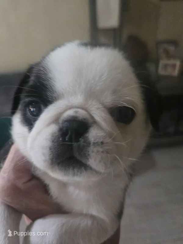 Piper – Pug puppy for sale in Jacksonville, NC