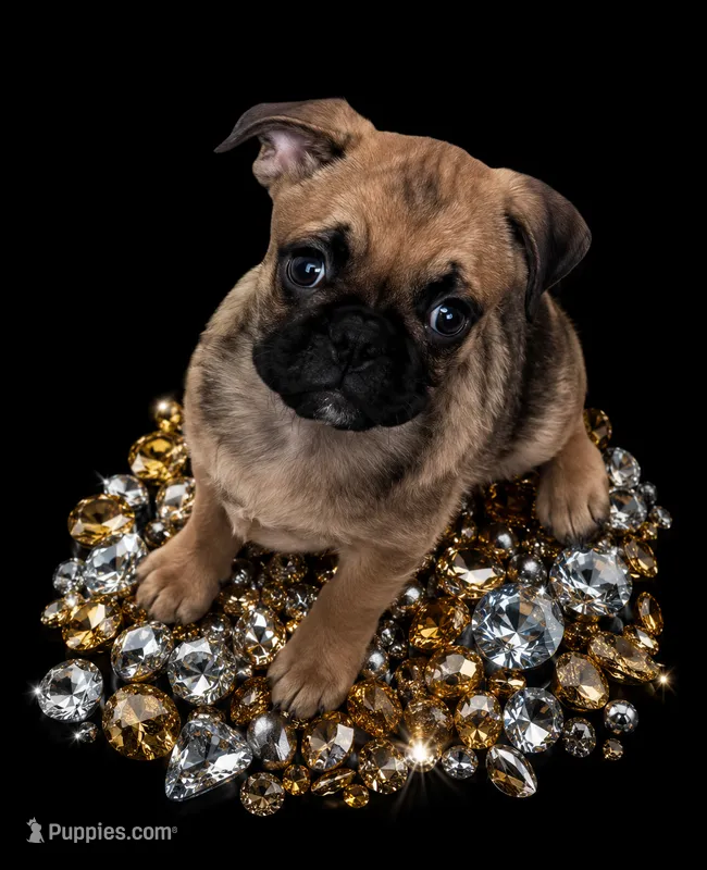 Buddy  – Pug puppy for sale in Jacksonville, NC