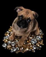 Buddy , a male Pug for sale in Jacksonville, NC – 1 of 1