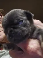 Sapphire , a male Pug for sale in Jacksonville, NC – Photo 1 of 2