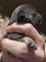 Sapphire , a male Pug for sale in Jacksonville, NC – Photo 2 of 2